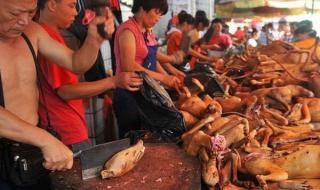 玉林狗肉节和沛县狗肉节哪个有名 广西玉林狗肉节图片