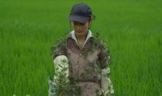 小森生活香鱼怎么快速获得 小森生活第一道料理