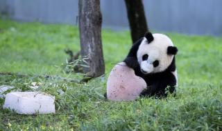 大熊猫是易危物种之一吗 大熊猫由濒危降易危