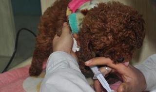 狗狗拉稀怎么办 小狗拉稀了怎么办