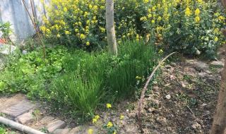 求穿越后成为农妇或妈妈的小说 开垦妈妈肥沃的土地